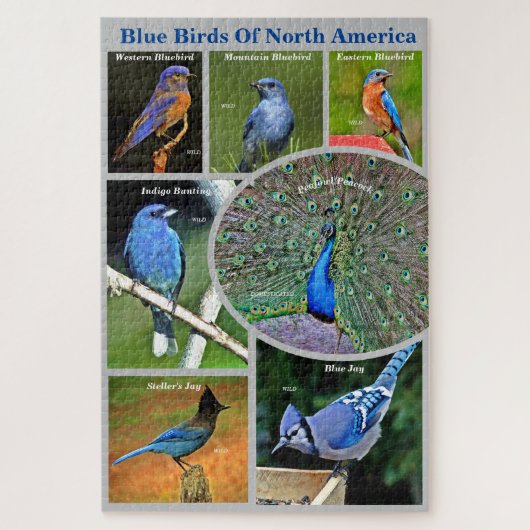 Blaue Vögel in Nordamerika Bildung 7 Arten Puzzle (Vertikal)