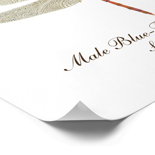 Blaue Wiesen-Dragonfly-Kunst Poster (Ecke)