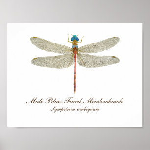Blaue Wiesen-Dragonfly-Kunst Poster