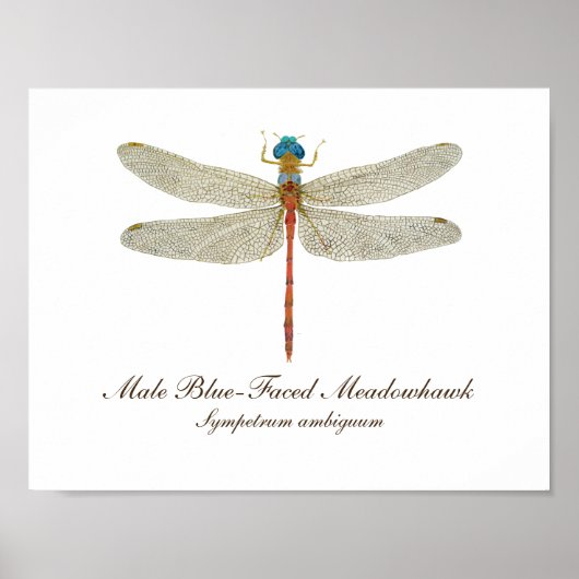 Blaue Wiesen-Dragonfly-Kunst Poster (Vorne)