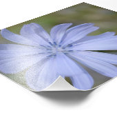 Blaue Wildblume Fotodruck (Ecke)