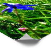 Blaue Wildblumen nach Berggipfeln Poster (Ecke)