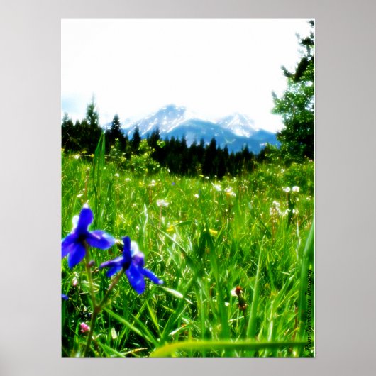 Blaue Wildblumen nach Berggipfeln Poster (Vorne)
