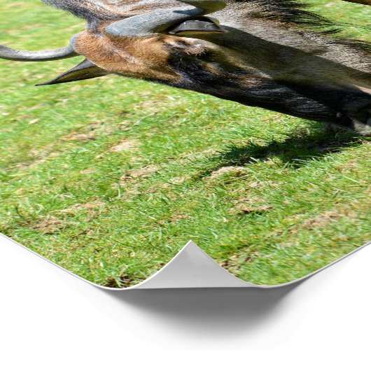 Blaue Wildtiere fütternd Poster (Ecke)