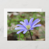 Blaue Windblume Postkarte (Vorne/Hinten)