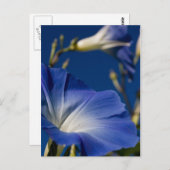 Blaue Winde Postkarte (Vorne/Hinten)