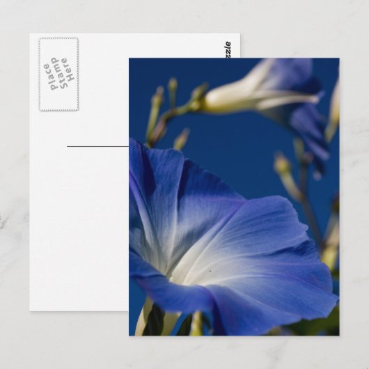 Blaue Winde Postkarte (Vorne/Hinten)