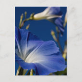 Blaue Winde Postkarte (Vorderseite)