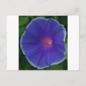 BLAUE WINDE POSTKARTE (Vorderseite)