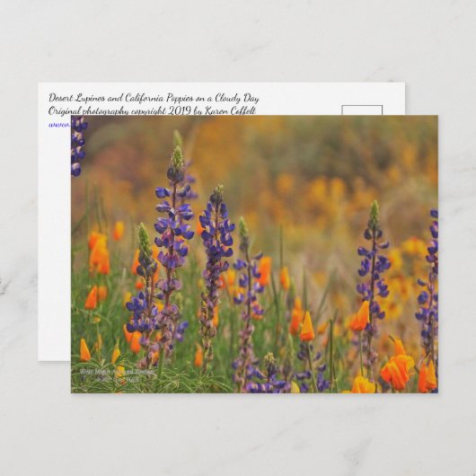 Blaue Wüstenlupine-Blume und Orangenpfeifen Postkarte (Vorne/Hinten)