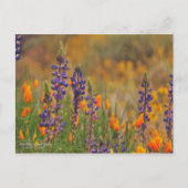 Blaue Wüstenlupine-Blume und Orangenpfeifen Postkarte (Vorderseite)