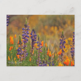 Blaue Wüstenlupine-Blume und Orangenpfeifen Postkarte