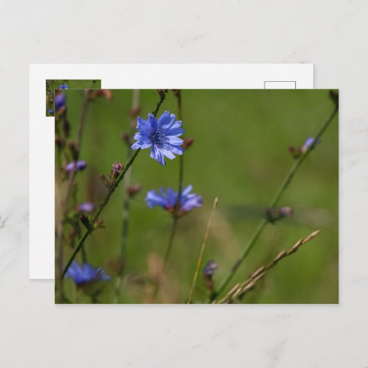 Blaue Zichorie auf grüner Wiese. Postkarte (Vorne/Hinten)