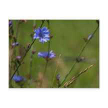 Blaue Zichorie auf grüner Wiese.