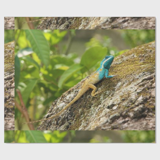 Blaue Zwergechse Calotes Mystaceus Geschenkpapier (Flach)