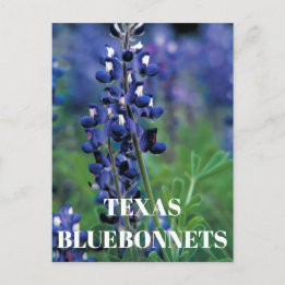 Blauebonnets Texas Staatsblume Blaue Florale Lupin Postkarte