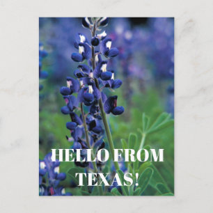 Blauebonnets Texas Staatsblume Blaue Florale Lupin Postkarte