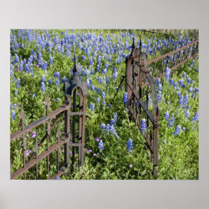 Blauebonnets und Phlox umgeben das Friedhofstor Poster
