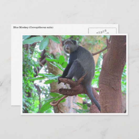 Blauer Affe Postkarte (Vorne/Hinten)