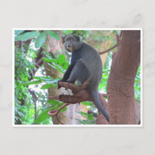 Blauer Affe Postkarte (Vorderseite)