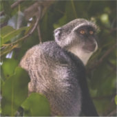 Blauer Affe, Sansibar Aufkleber (Vorderseite)