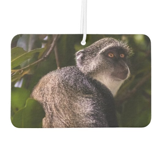 Blauer Affe, Sansibar Autolufterfrischer (Rückseite)