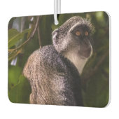 Blauer Affe, Sansibar Autolufterfrischer (Links)