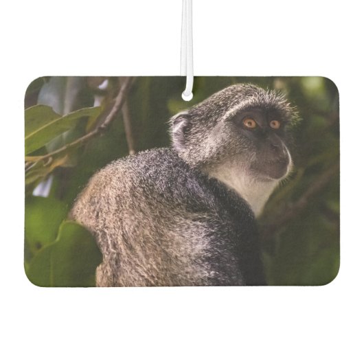 Blauer Affe, Sansibar Autolufterfrischer (Vorderseite)