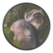 Blauer Affe, Sansibar Eishockey Puck (Vorderseite)