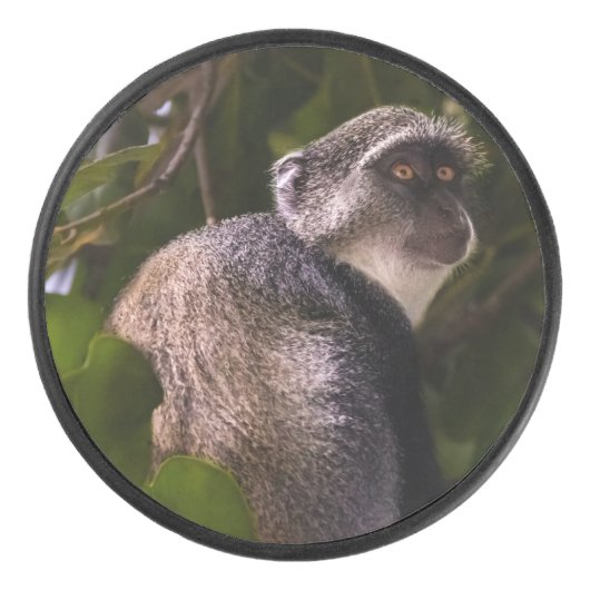 Blauer Affe, Sansibar Eishockey Puck (Vorderseite)