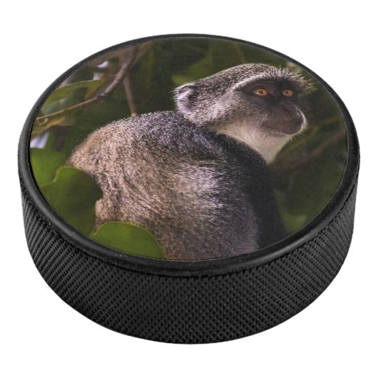 Blauer Affe, Sansibar Eishockey Puck (3/4)