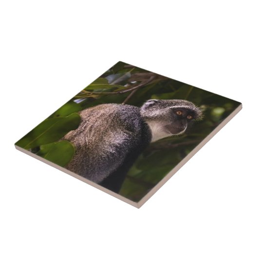 Blauer Affe, Sansibar Fliese (Seite)