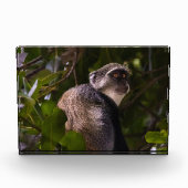 Blauer Affe, Sansibar Fotoblock (Vorderseite)