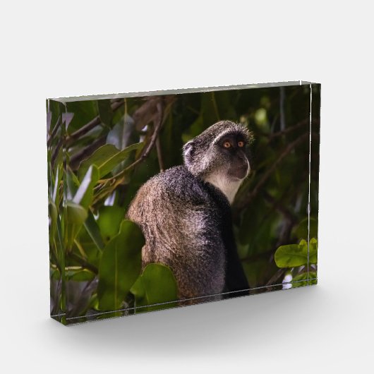 Blauer Affe, Sansibar Fotoblock (Links)