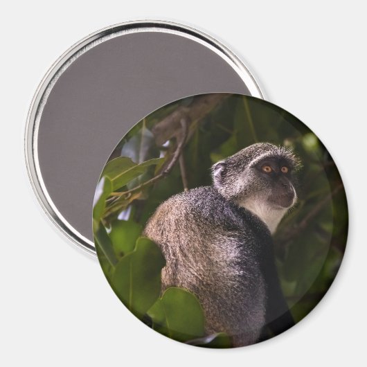 Blauer Affe, Sansibar Magnet (Vorderseite/Rückseite)