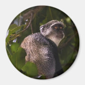 Blauer Affe, Sansibar Magnet (Vorne)