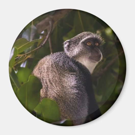 Blauer Affe, Sansibar Magnet (Vorne)