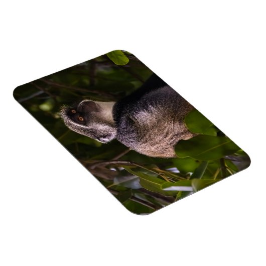 Blauer Affe, Sansibar Magnet (Rechte Seite)