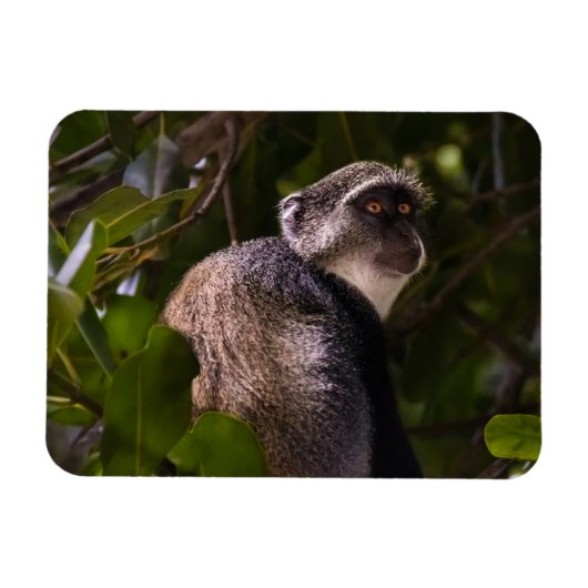 Blauer Affe, Sansibar Magnet (Horizontal)