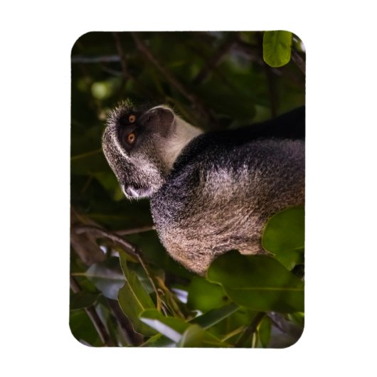 Blauer Affe, Sansibar Magnet (Vertikal)