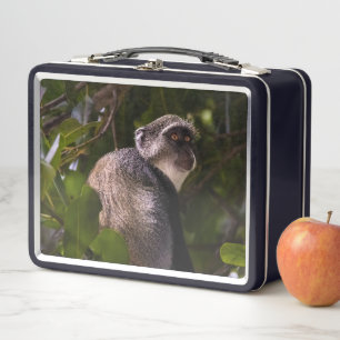 Blauer Affe, Sansibar Metall Brotdose