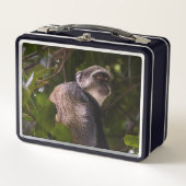 Blauer Affe, Sansibar Metall Brotdose (Vorderseite)