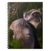 Blauer Affe, Sansibar Notizblock (Vorderseite)