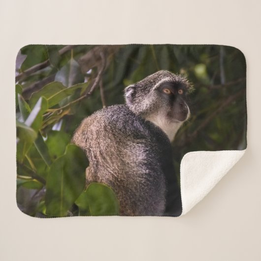 Blauer Affe, Sansibar Sherpadecke (Vorderseite (Horizontal))