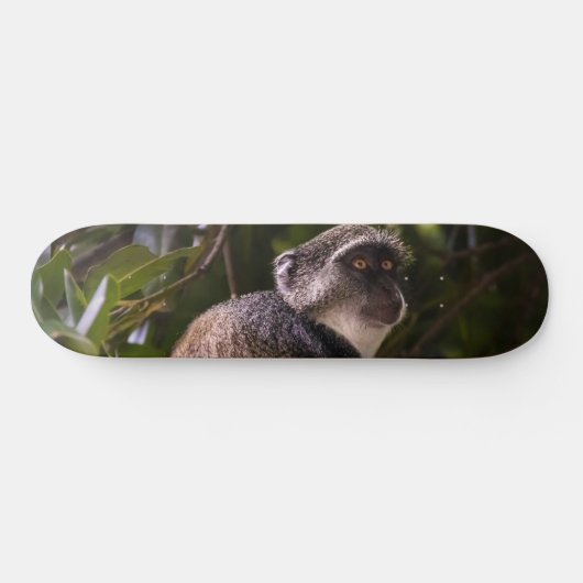 Blauer Affe, Sansibar Skateboard (Horizontal)