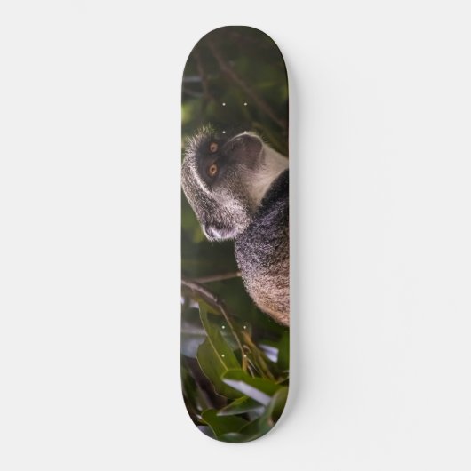 Blauer Affe, Sansibar Skateboard (Vorderseite)