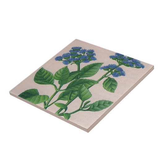 Blauer ageratum fliese (Seite)