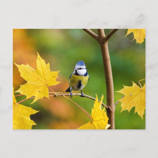 Blauer Ahornbaum in Norwegen Postkarte (Vorderseite)