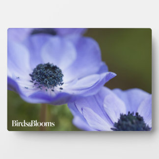 Blauer Anemone Fotoplatte