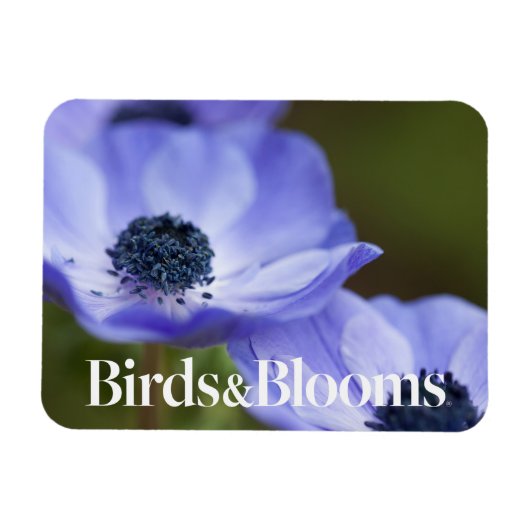 Blauer Anemone Magnet (Horizontal)
